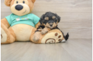Yorkie Poo Puppy for Adoption