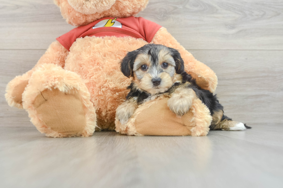 8 week old Yorkie Poo Puppy For Sale - Seaside Pups