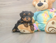 6 week old Yorkie Poo Puppy For Sale - Seaside Pups
