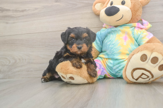 Best Yorkie Poo Baby