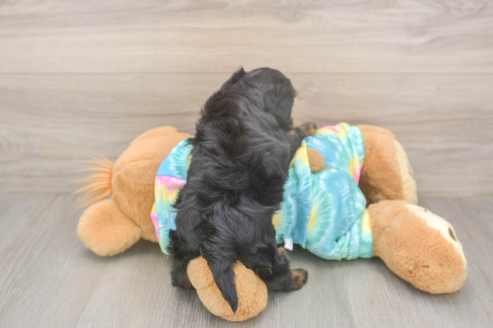Meet Amanda - our Yorkie Poo Puppy Photo  3/3 - Seaside Pups Best Yorkie Poo Baby