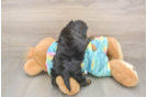 Meet Amanda - our Yorkie Poo Puppy Photo  3/3 - Seaside Pups Best Yorkie Poo Baby