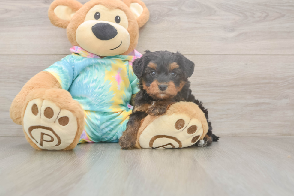 Meet Amanda - our Yorkie Poo Puppy Photo  2/3 - Seaside Pups Fluffy Yorkie Poo Poodle Mix Pup