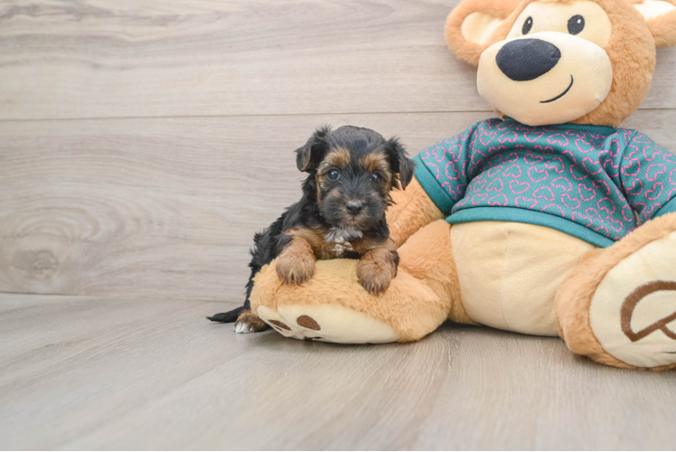 Best Yorkie Poo Baby