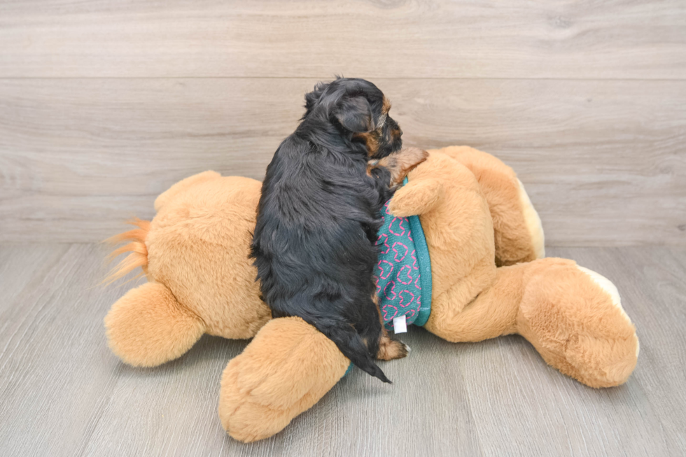 Funny Yorkie Poo Poodle Mix Pup