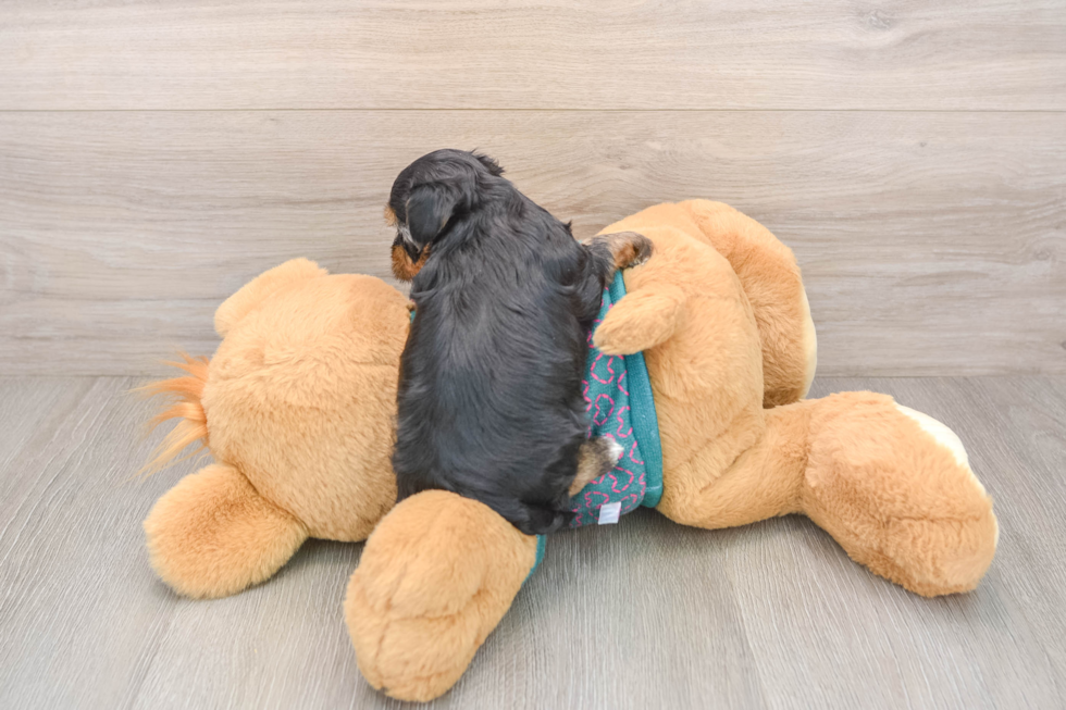Friendly Yorkie Poo Baby