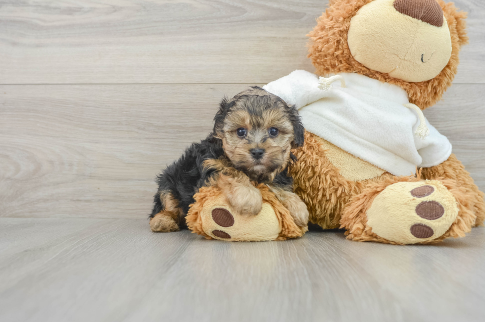 6 week old Yorkie Poo Puppy For Sale - Seaside Pups