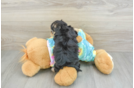 Hypoallergenic Yorkie Doodle Poodle Mix Puppy