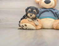 8 week old Yorkie Poo Puppy For Sale - Seaside Pups