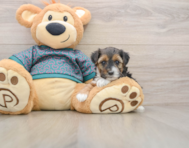 8 week old Yorkie Poo Puppy For Sale - Seaside Pups