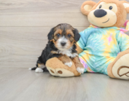 8 week old Yorkie Poo Puppy For Sale - Seaside Pups