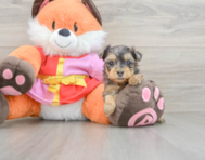 8 week old Yorkie Poo Puppy For Sale - Seaside Pups