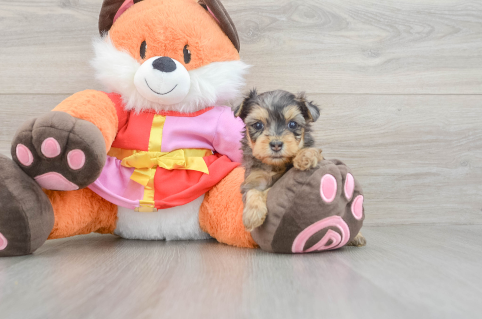6 week old Yorkie Poo Puppy For Sale - Seaside Pups