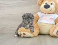 7 week old Yorkie Poo Puppy For Sale - Seaside Pups