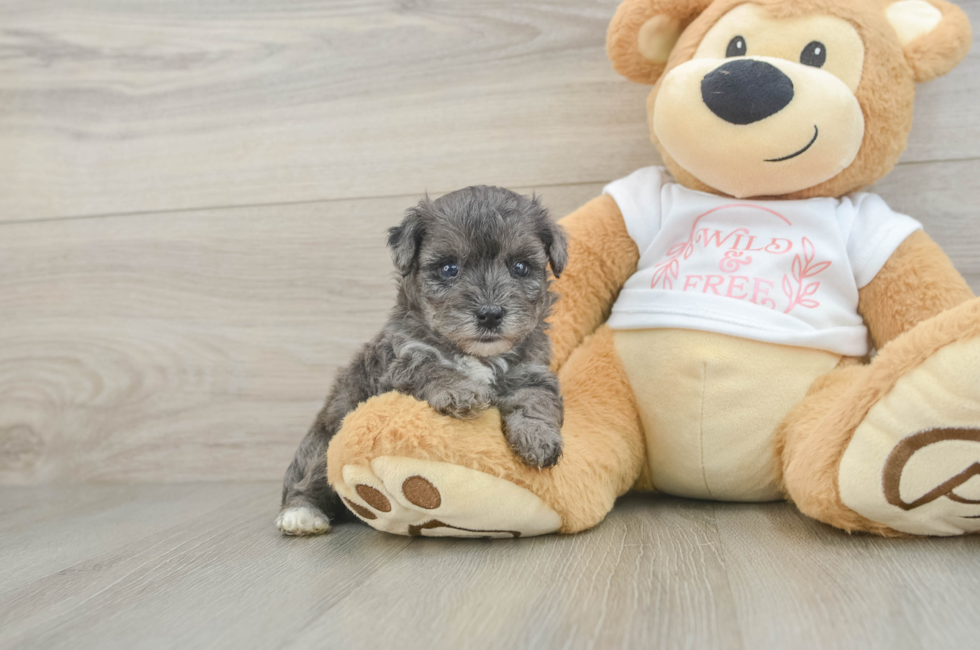 5 week old Yorkie Poo Puppy For Sale - Seaside Pups