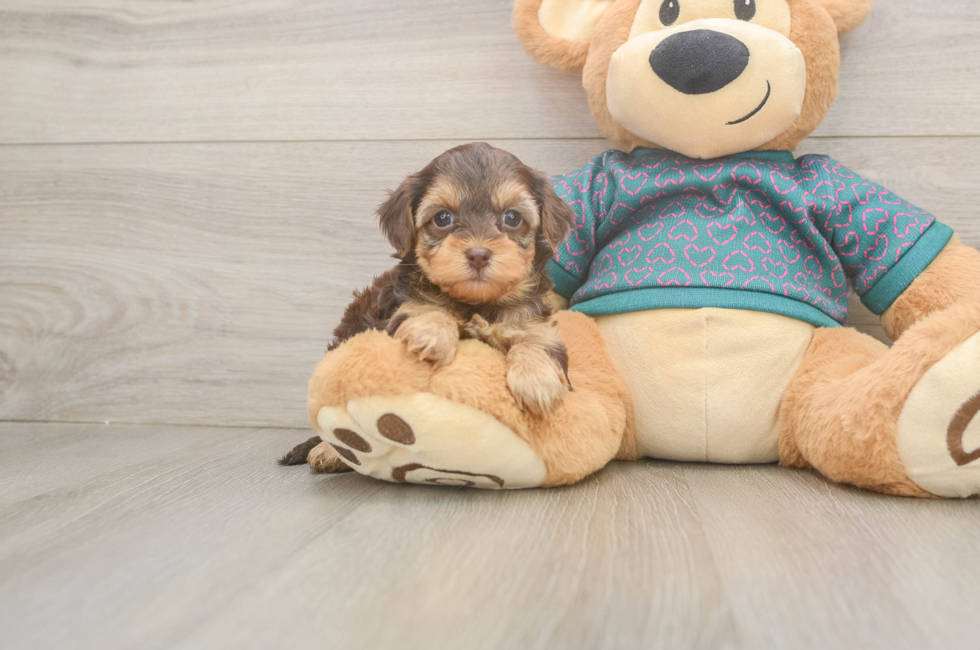 5 week old Yorkie Poo Puppy For Sale - Seaside Pups