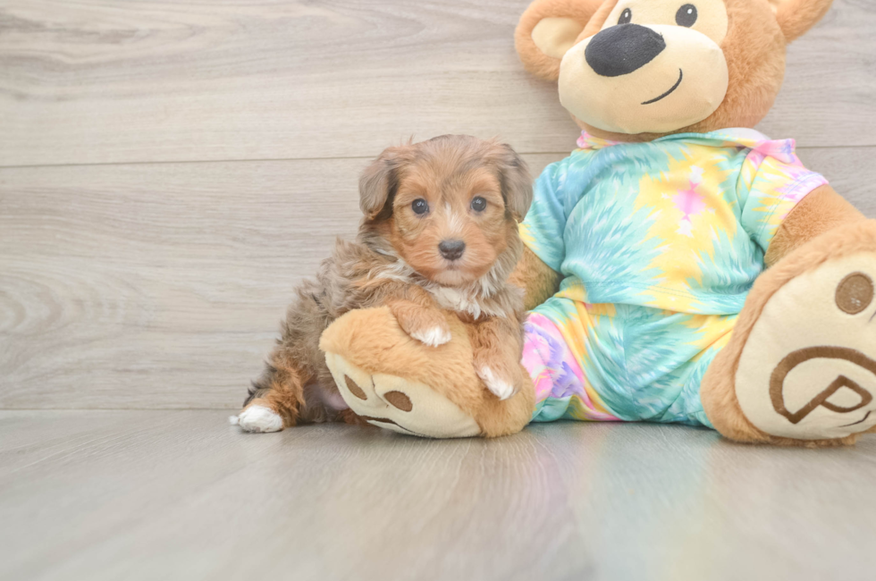 5 week old Yorkie Poo Puppy For Sale - Seaside Pups