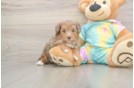 Meet Anastasia - our Yorkie Poo Puppy Photo  1/3 - Seaside Pups Yorkie Poo Pup Being Cute