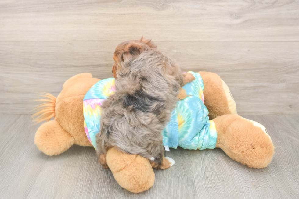 Meet Anastasia - our Yorkie Poo Puppy Photo  3/3 - Seaside Pups Yorkie Poo Pup Being Cute