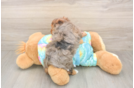 Meet Anastasia - our Yorkie Poo Puppy Photo  3/3 - Seaside Pups Yorkie Poo Pup Being Cute