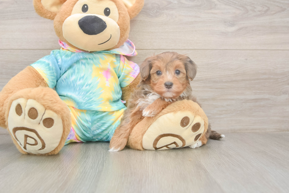 Meet Anastasia - our Yorkie Poo Puppy Photo  2/3 - Seaside Pups Energetic Yorkipoo Poodle Mix Puppy