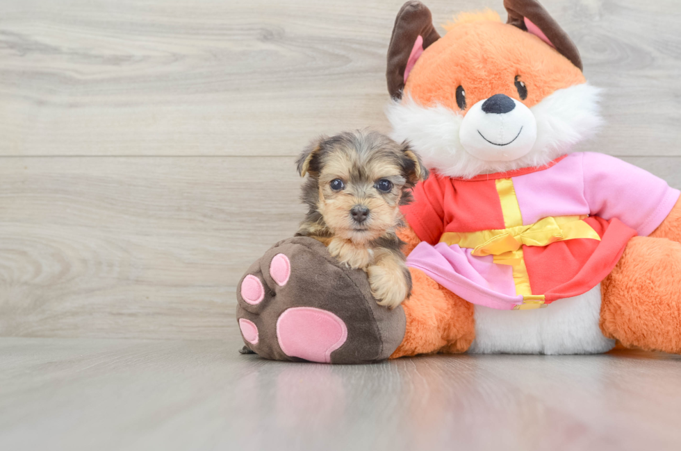 6 week old Yorkie Poo Puppy For Sale - Seaside Pups