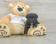 7 week old Yorkie Poo Puppy For Sale - Seaside Pups