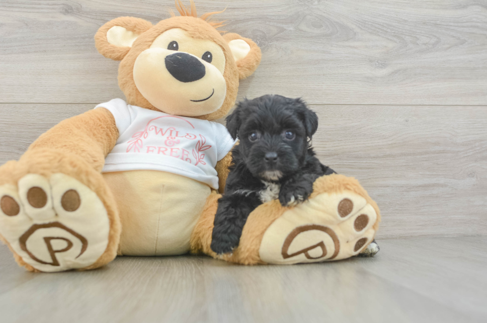 5 week old Yorkie Poo Puppy For Sale - Seaside Pups