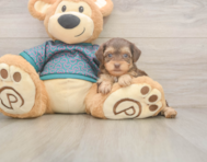 8 week old Yorkie Poo Puppy For Sale - Seaside Pups
