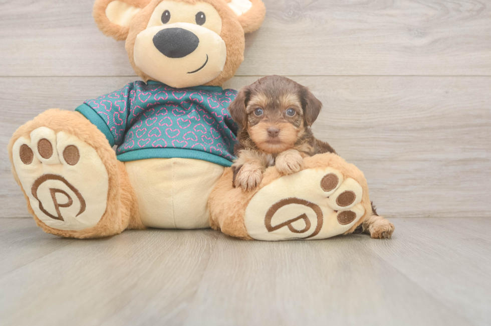 5 week old Yorkie Poo Puppy For Sale - Seaside Pups