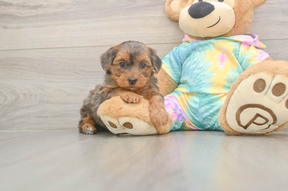 5 week old Yorkie Poo Puppy For Sale - Seaside Pups