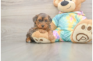 Meet Ares - our Yorkie Poo Puppy Photo  1/3 - Seaside Pups Best Yorkie Poo Baby