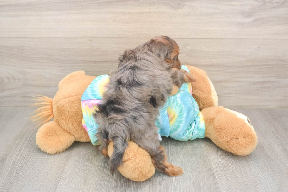 Meet Ares - our Yorkie Poo Puppy Photo  3/3 - Seaside Pups Energetic Yorkipoo Poodle Mix Puppy