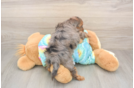 Meet Ares - our Yorkie Poo Puppy Photo  3/3 - Seaside Pups Energetic Yorkipoo Poodle Mix Puppy