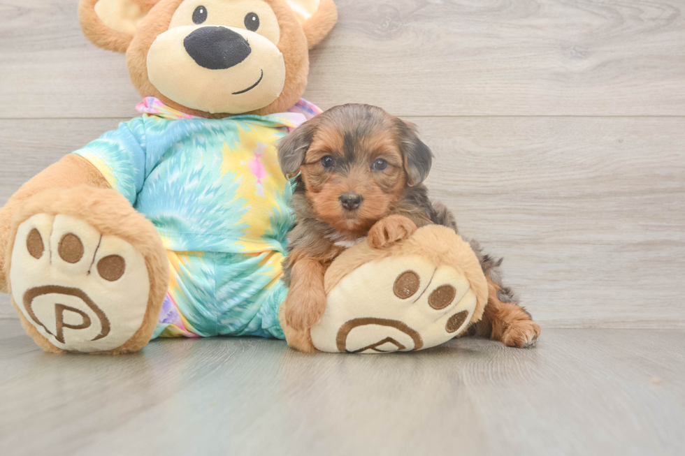 Meet Ares - our Yorkie Poo Puppy Photo  2/3 - Seaside Pups Popular Yorkie Poo Poodle Mix Pup