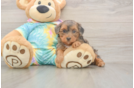 Meet Ares - our Yorkie Poo Puppy Photo  2/3 - Seaside Pups Popular Yorkie Poo Poodle Mix Pup