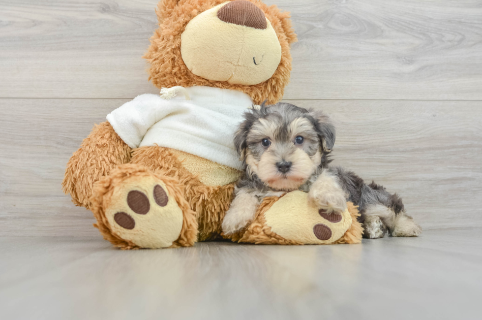 6 week old Yorkie Poo Puppy For Sale - Seaside Pups