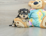 7 week old Yorkie Poo Puppy For Sale - Seaside Pups