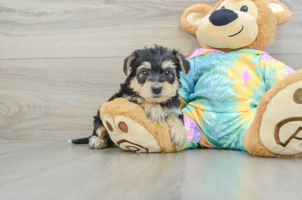 6 week old Yorkie Poo Puppy For Sale - Seaside Pups