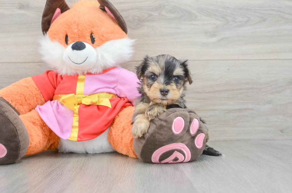 6 week old Yorkie Poo Puppy For Sale - Seaside Pups