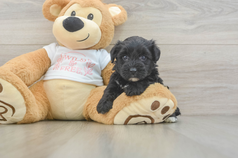 5 week old Yorkie Poo Puppy For Sale - Seaside Pups