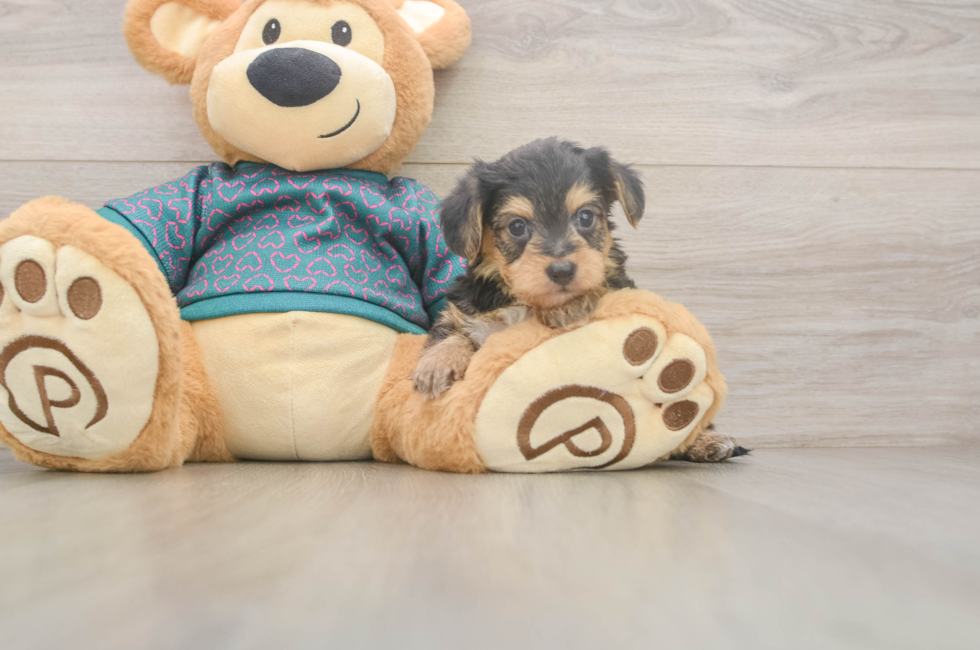 5 week old Yorkie Poo Puppy For Sale - Seaside Pups
