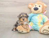 8 week old Yorkie Poo Puppy For Sale - Seaside Pups