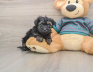 9 week old Yorkie Poo Puppy For Sale - Seaside Pups