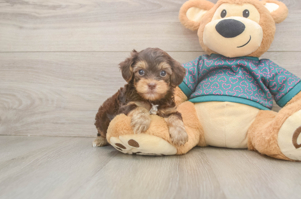 5 week old Yorkie Poo Puppy For Sale - Seaside Pups