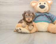 7 week old Yorkie Poo Puppy For Sale - Seaside Pups