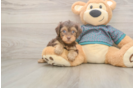 Yorkie Poo Pup Being Cute