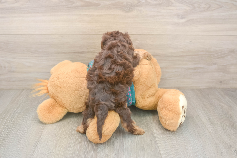 Best Yorkie Poo Baby