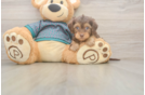 Hypoallergenic Yorkie Doodle Poodle Mix Puppy