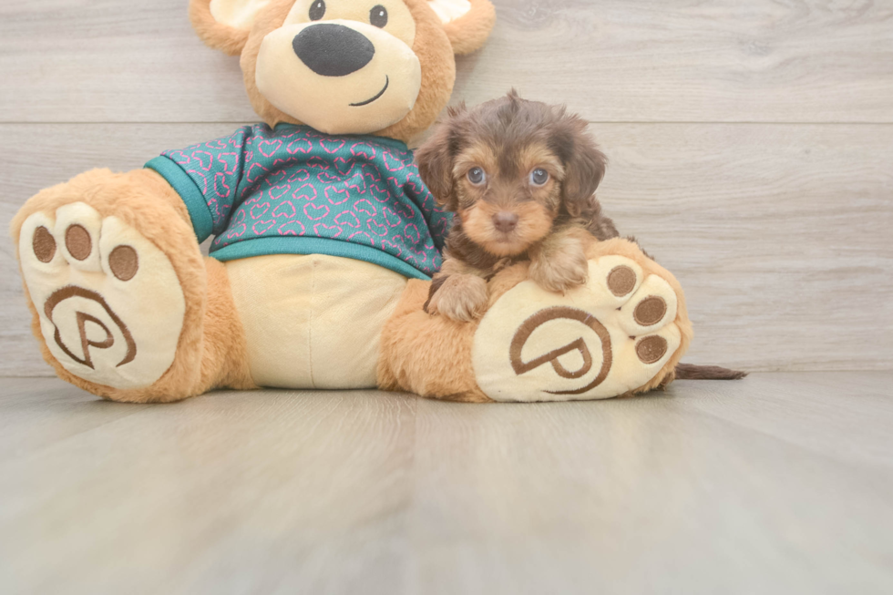 Hypoallergenic Yorkie Doodle Poodle Mix Puppy